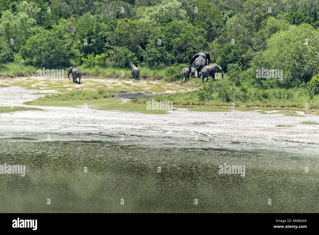 L'éléphant de savane d'eau douce par le lac du cratère Parc national Queen Elizabeth, entrant dans la forêt, l'Ouganda, l'Afrique Banque D'Images