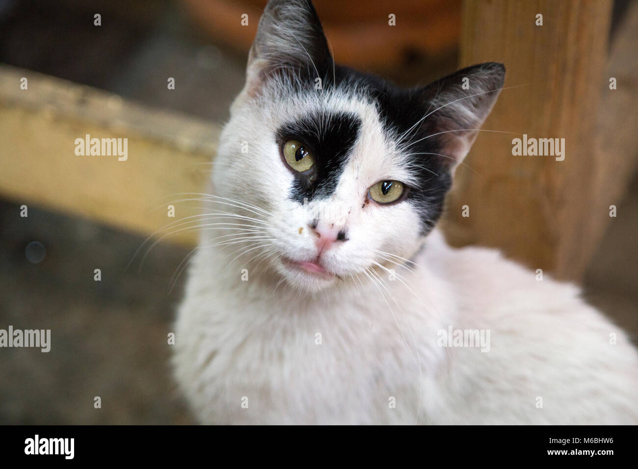 Portrait d'un sans-abri chat blanc avec un œil noir patch dans le souq de Fes, Maroc Banque D'Images