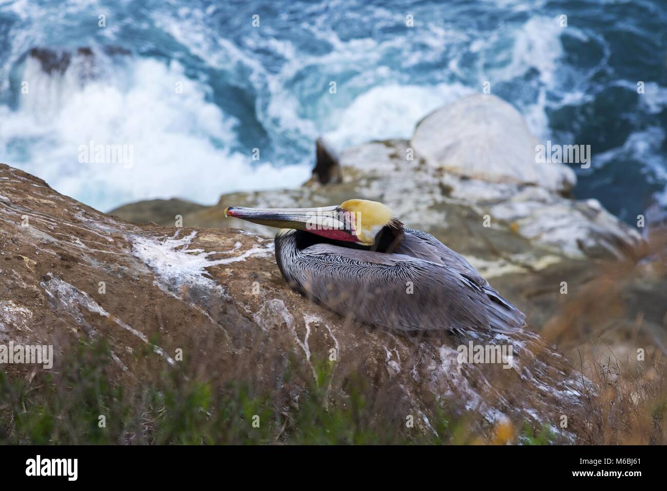 Pelican Bird perché sur une falaise rocheuse au-dessus de l'océan Pacifique. Réserve marine de la Jolla Cove San Diego Californie Sud-Ouest des États-Unis Banque D'Images