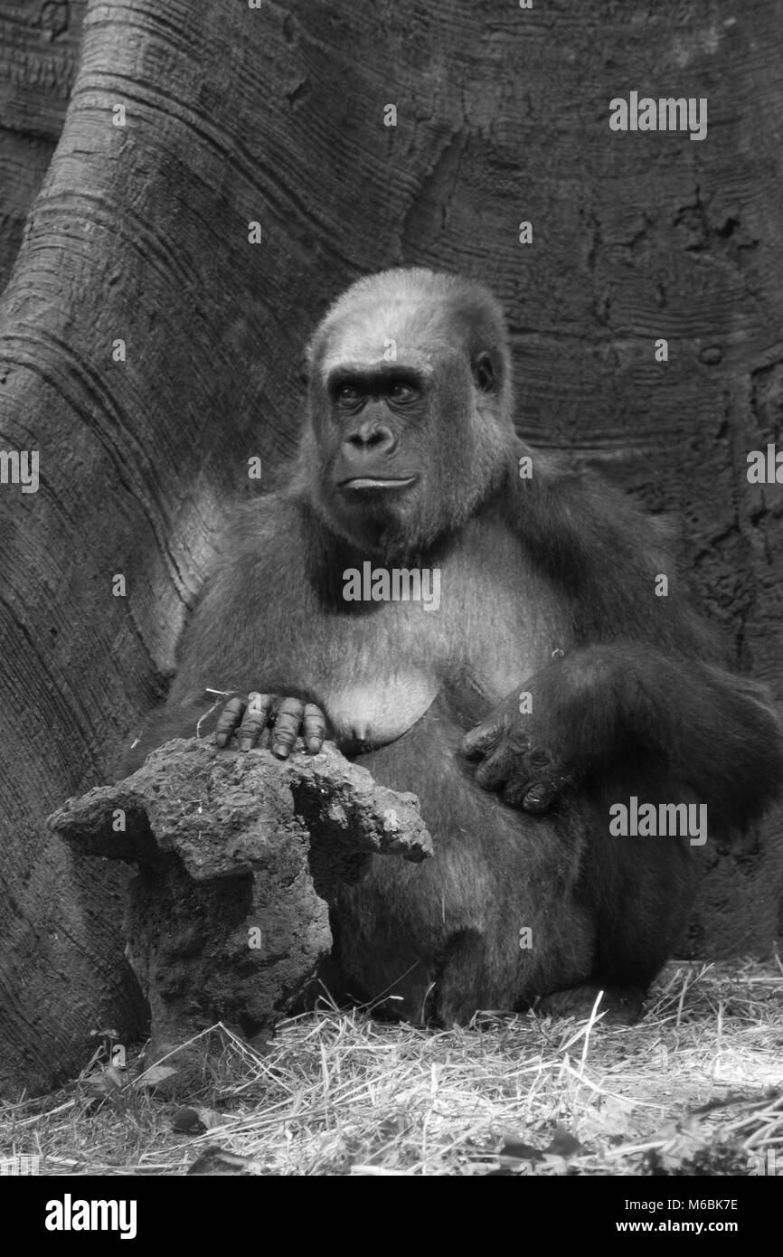 Gorille de plaine de l'ouest est la plus petite des quatre espèces de gorilles et le seul à garder en captivité Banque D'Images