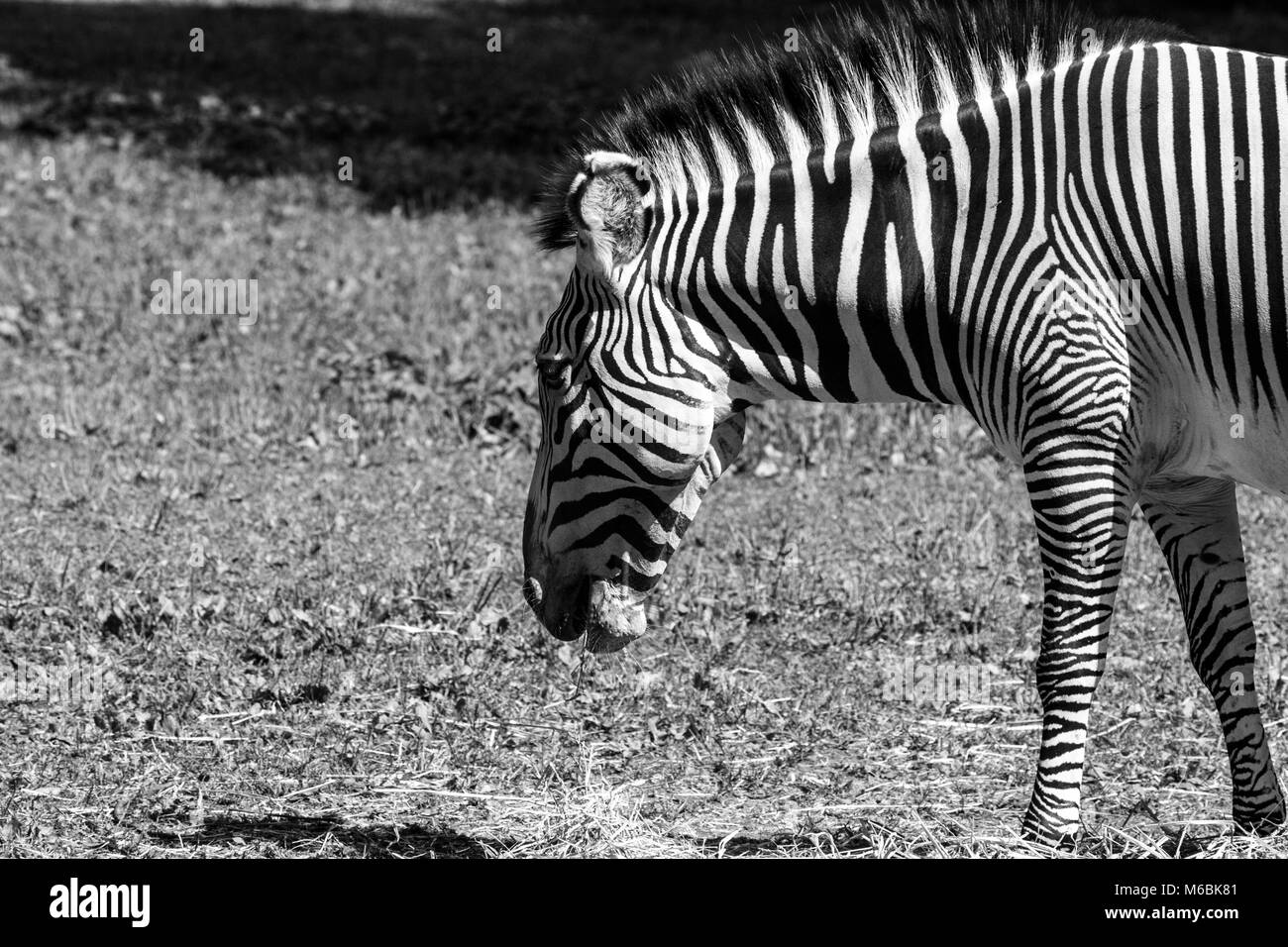 L'Imperial Zebra est la plus grande et plus en voie de disparition de toutes les espèces de zèbre Banque D'Images