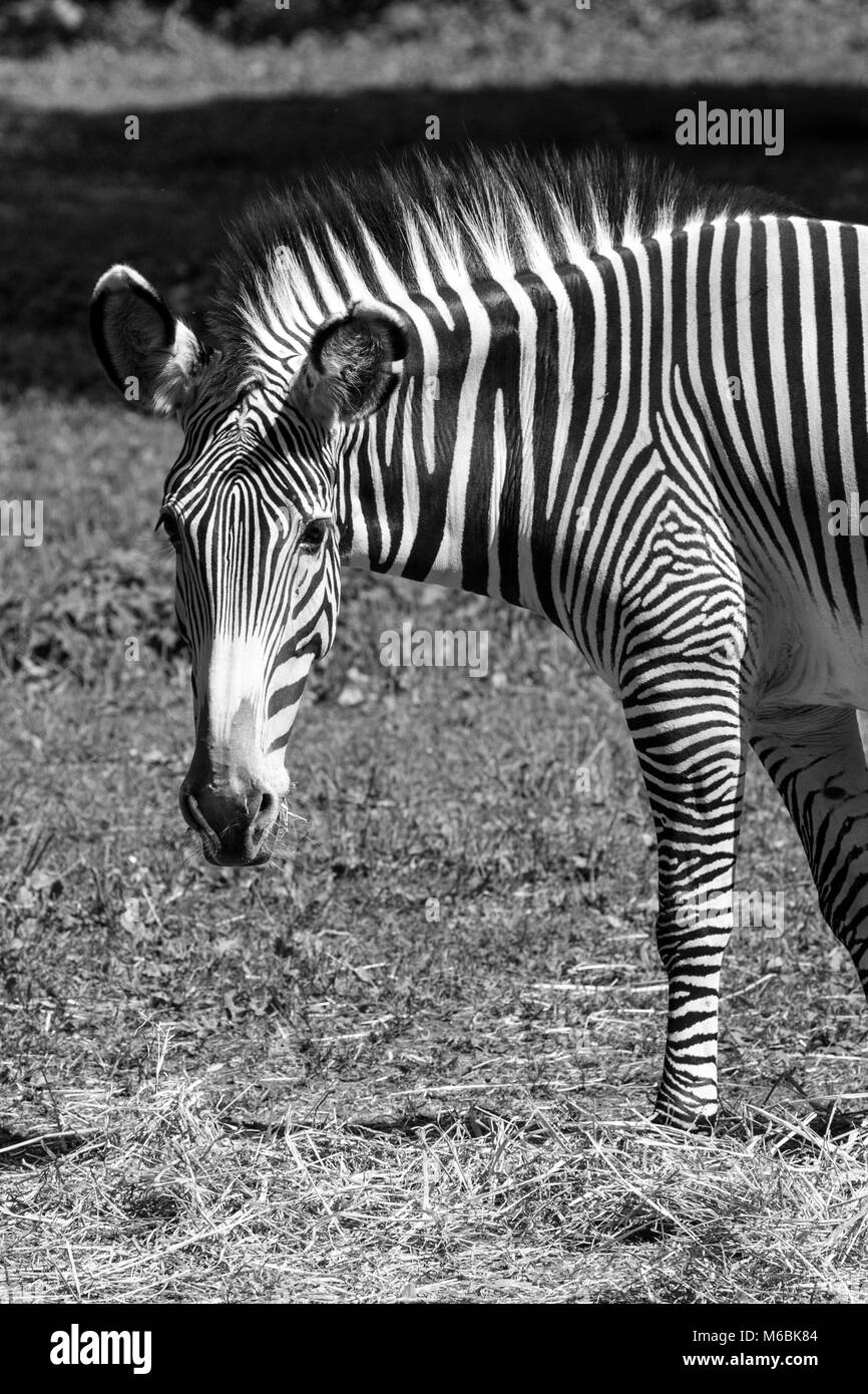 L'Imperial Zebra est la plus grande et plus en voie de disparition de toutes les espèces de zèbre Banque D'Images