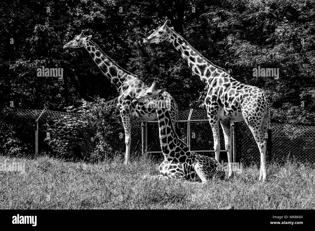 Les Girafes sont le plus grand de tous les animaux terrestres Banque D'Images