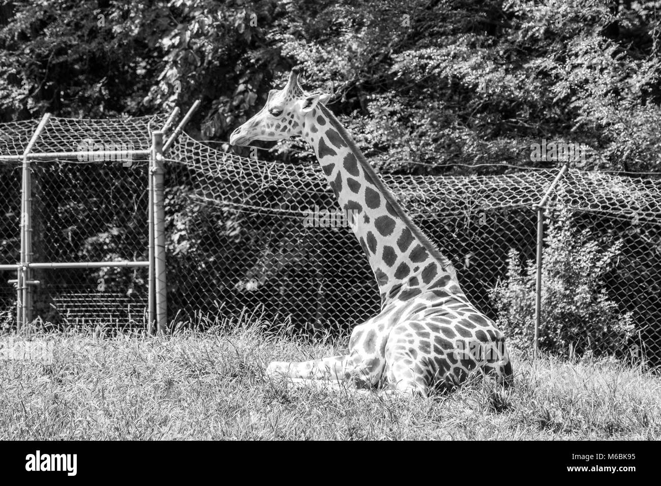 Les Girafes sont le plus grand de tous les animaux terrestres Banque D'Images