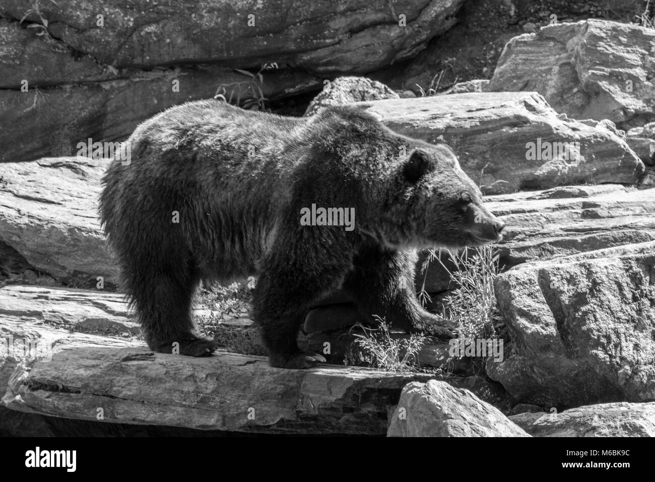 Les ours bruns sont l'un des plus grands carnivores terrestres Banque D'Images