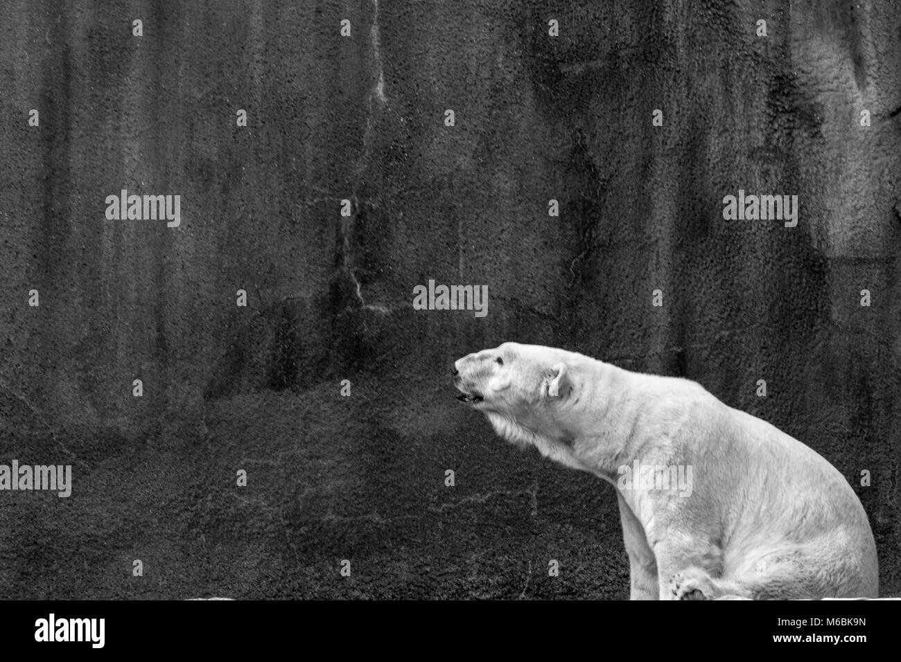 Les ours polaires se nourrissent presque exclusivement de phoques Banque D'Images