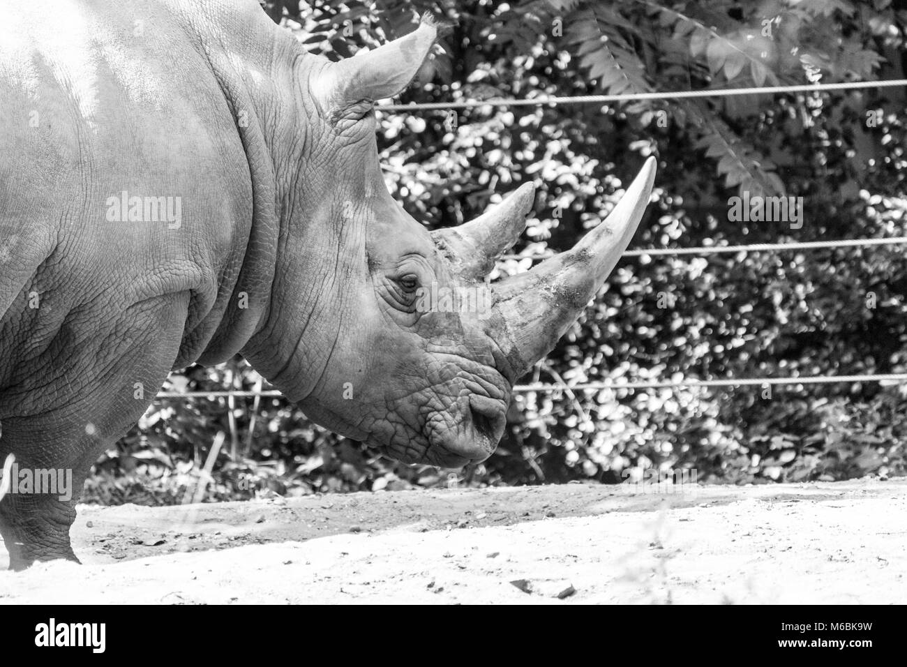 Le rhinocéros blanc est la plus grande espèce de rhinoceros Banque D'Images