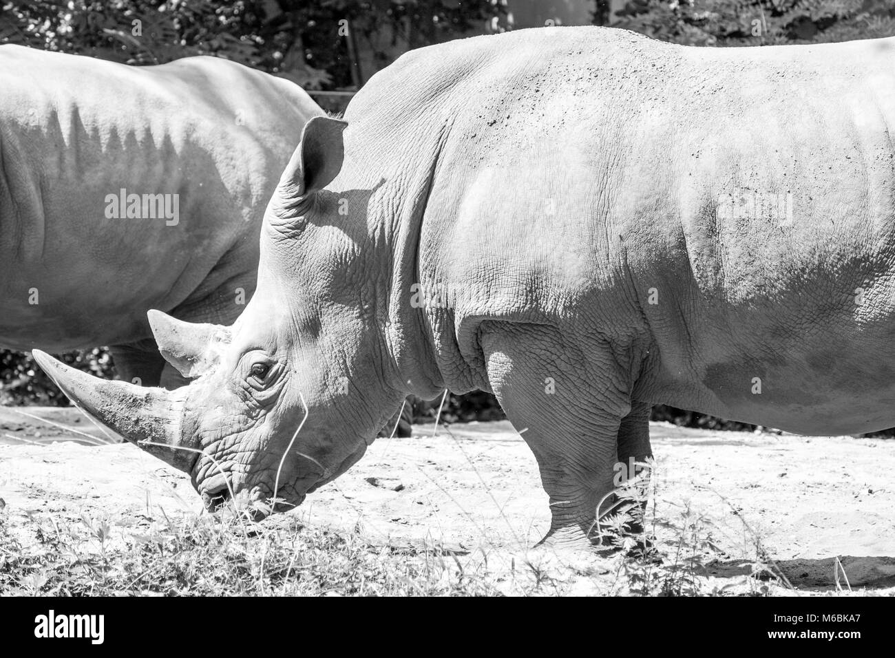 Le rhinocéros blanc est la plus grande espèce de rhinoceros Banque D'Images