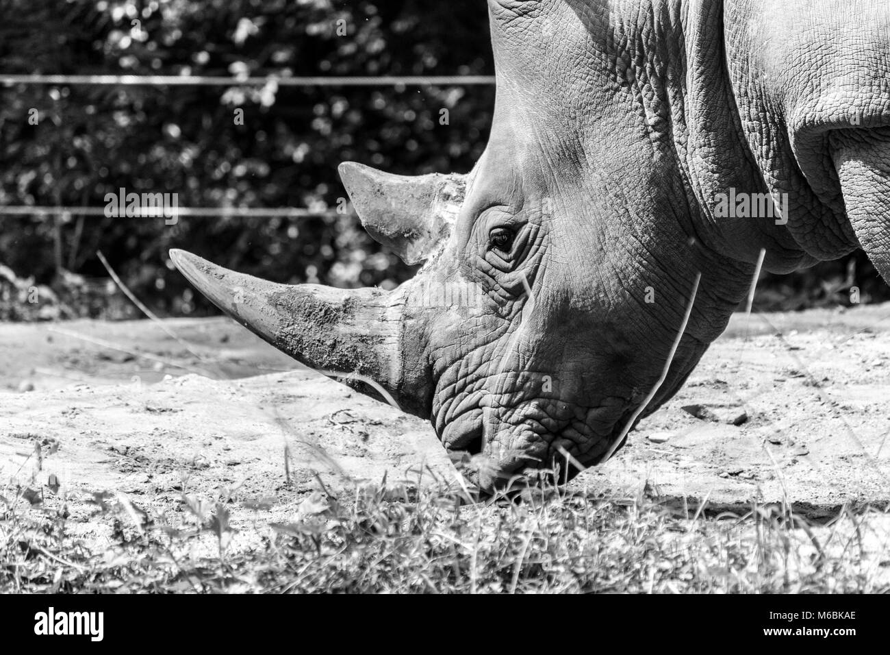Le rhinocéros blanc est la plus grande espèce de rhinoceros Banque D'Images