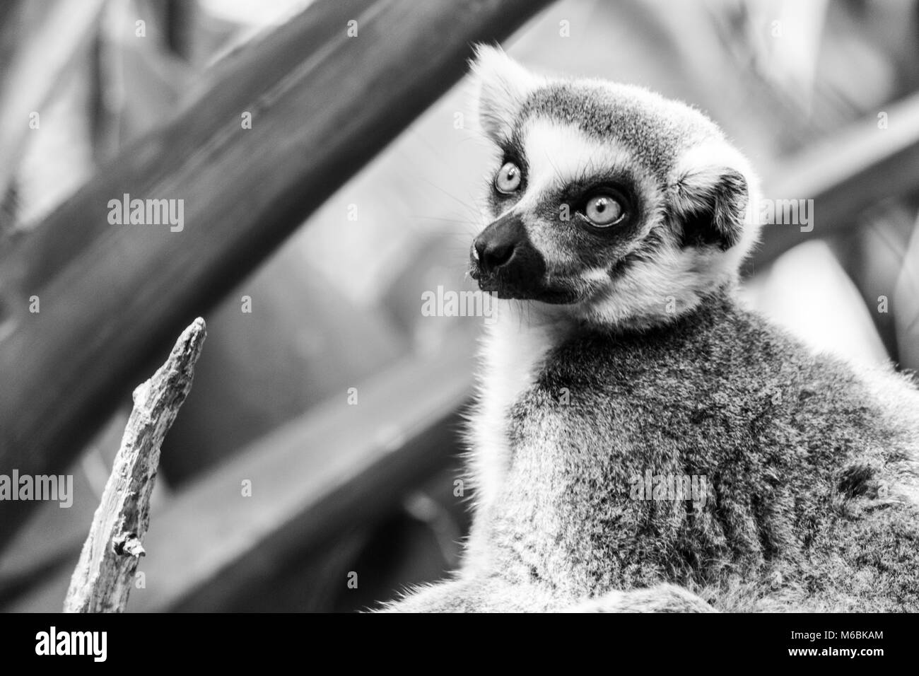 Ring-tailed lémuriens sont l'un des primates les plus virulents Banque D'Images