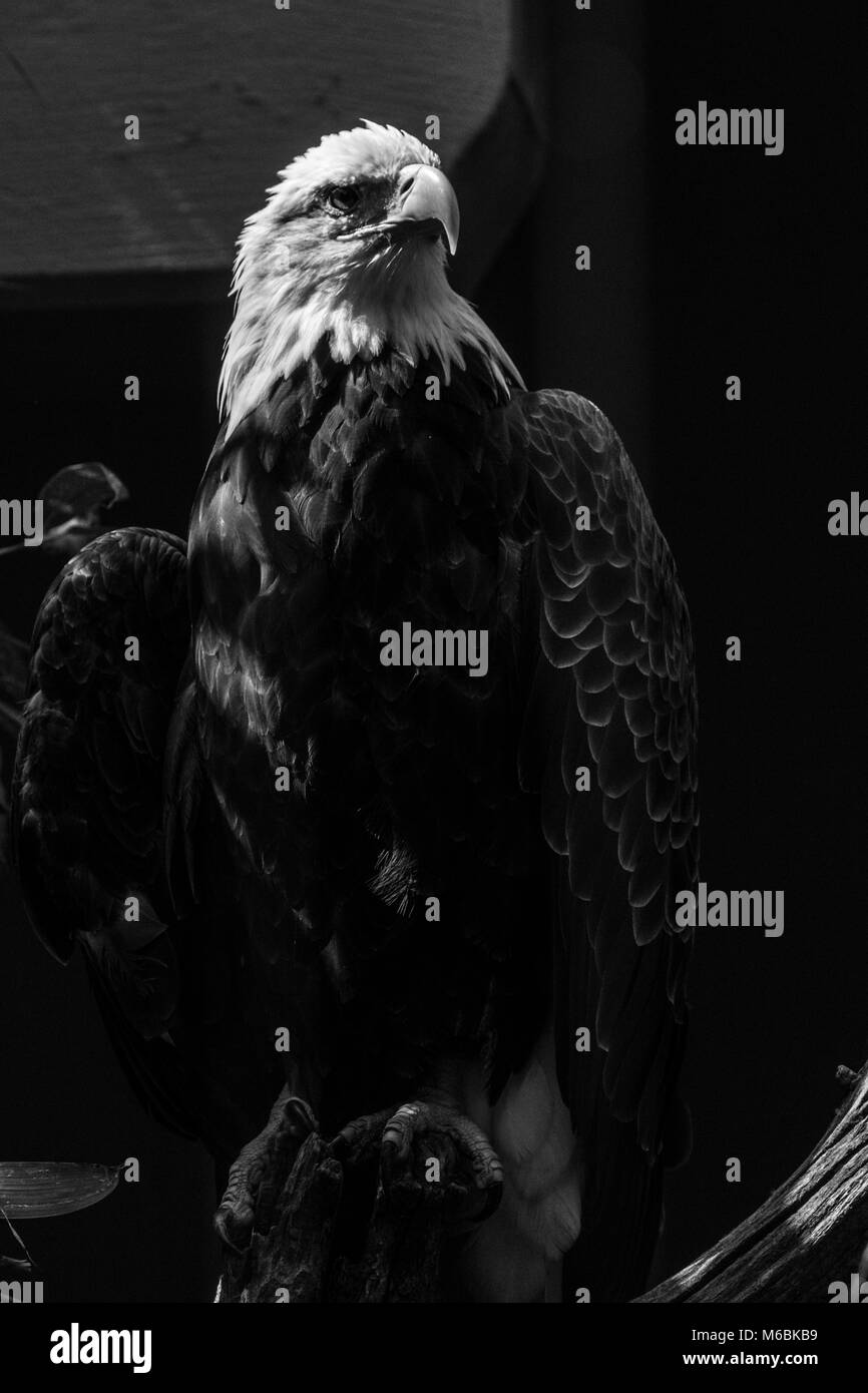 Le pygargue à tête blanche est l'oiseau national des États-Unis et des animaux Banque D'Images