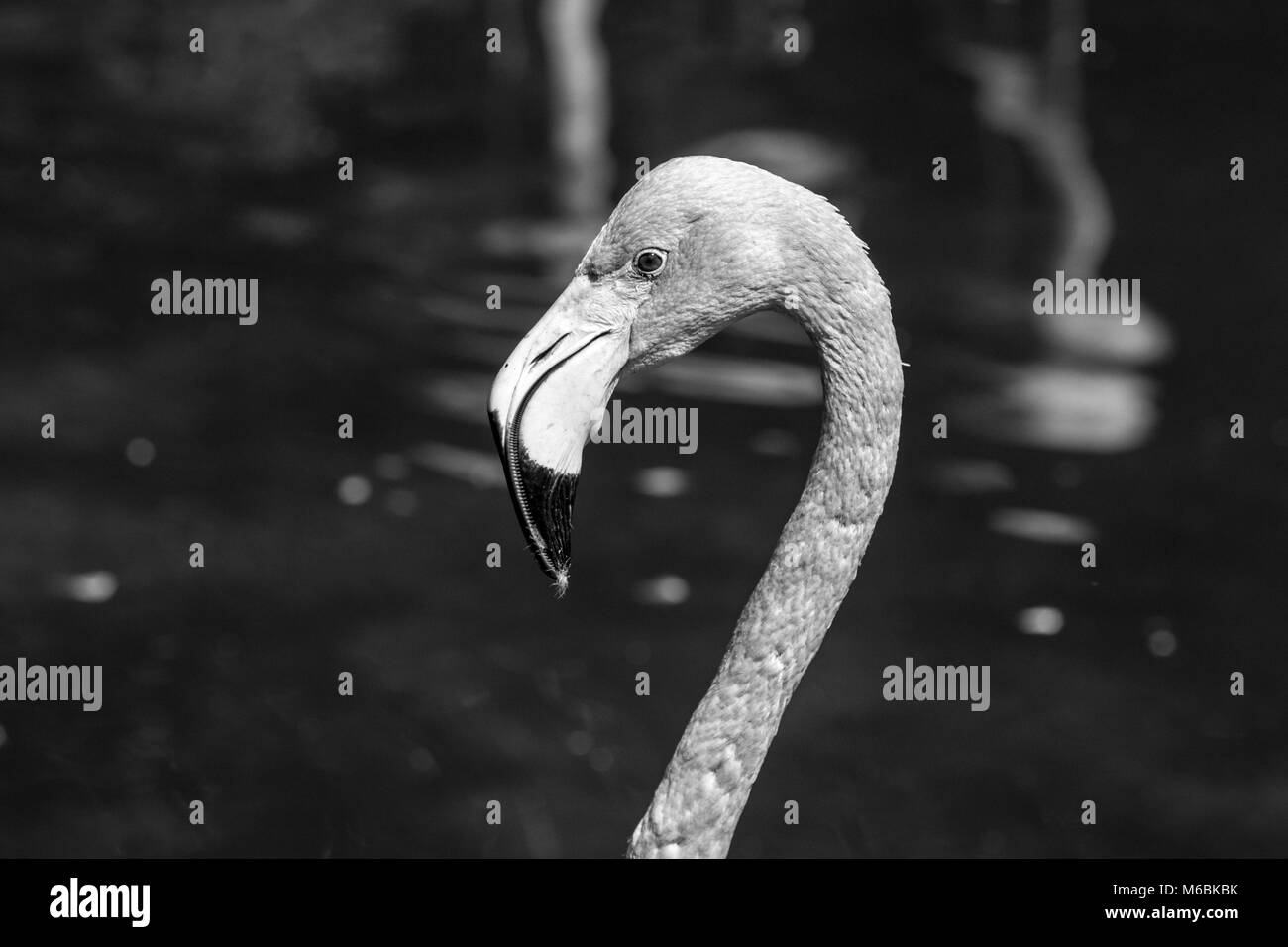 L'American flamingo est la seule espèce de flamants qui peuvent être trouvés en Amérique du Nord Banque D'Images