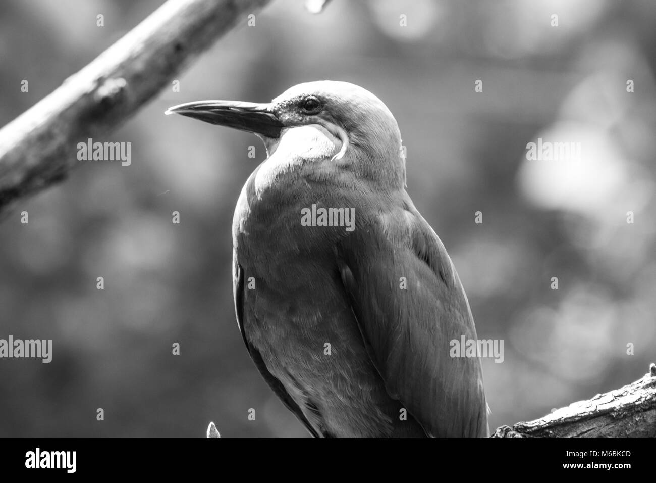 La sterne Inca se nourrit principalement d'anchois Banque D'Images