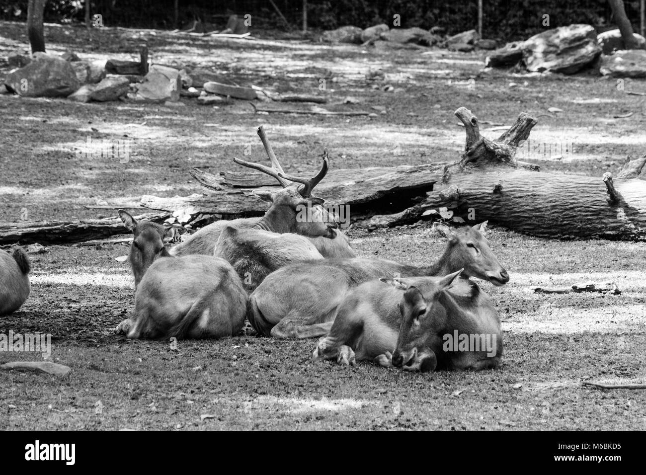 Le cerf du père David est la seule espèce de mammifères à l'état sauvage par vivant en captivité Banque D'Images
