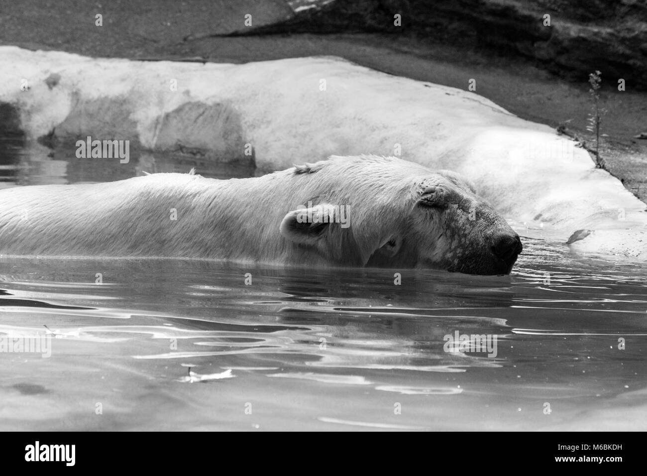 Les ours polaires se nourrissent presque exclusivement de phoques Banque D'Images