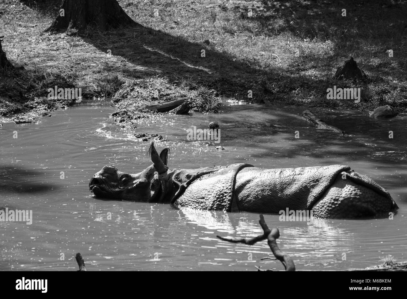 Rhinocéros indien sont les est le deuxième plus grand animal en Asie, après l'éléphant indien Banque D'Images