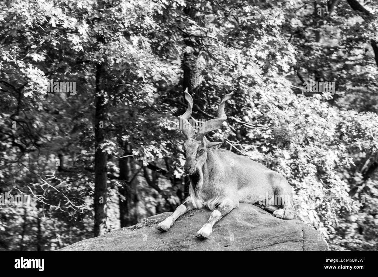 Markhor chèvre sauvage est une caractéristique en forme de vis hors Banque D'Images