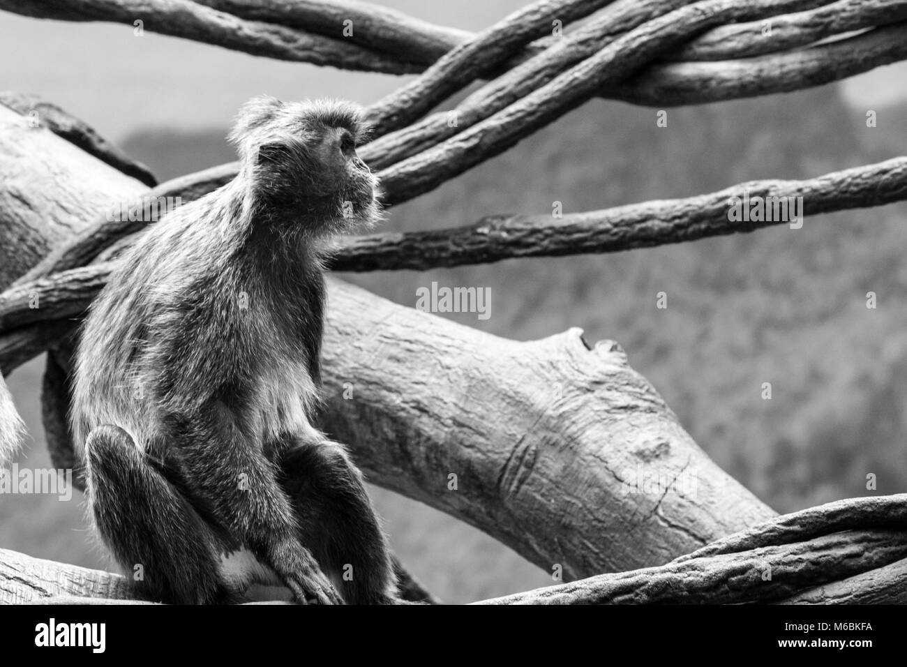 Ce genre de singe vervet se trouve en Malaisie, à Sumatra et à Bornéo Banque D'Images