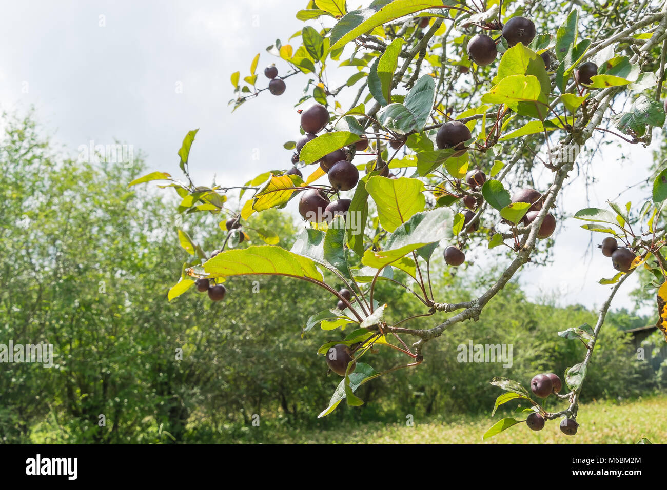 Le sud de pommetier fruit suspendu à l'arbre. Banque D'Images