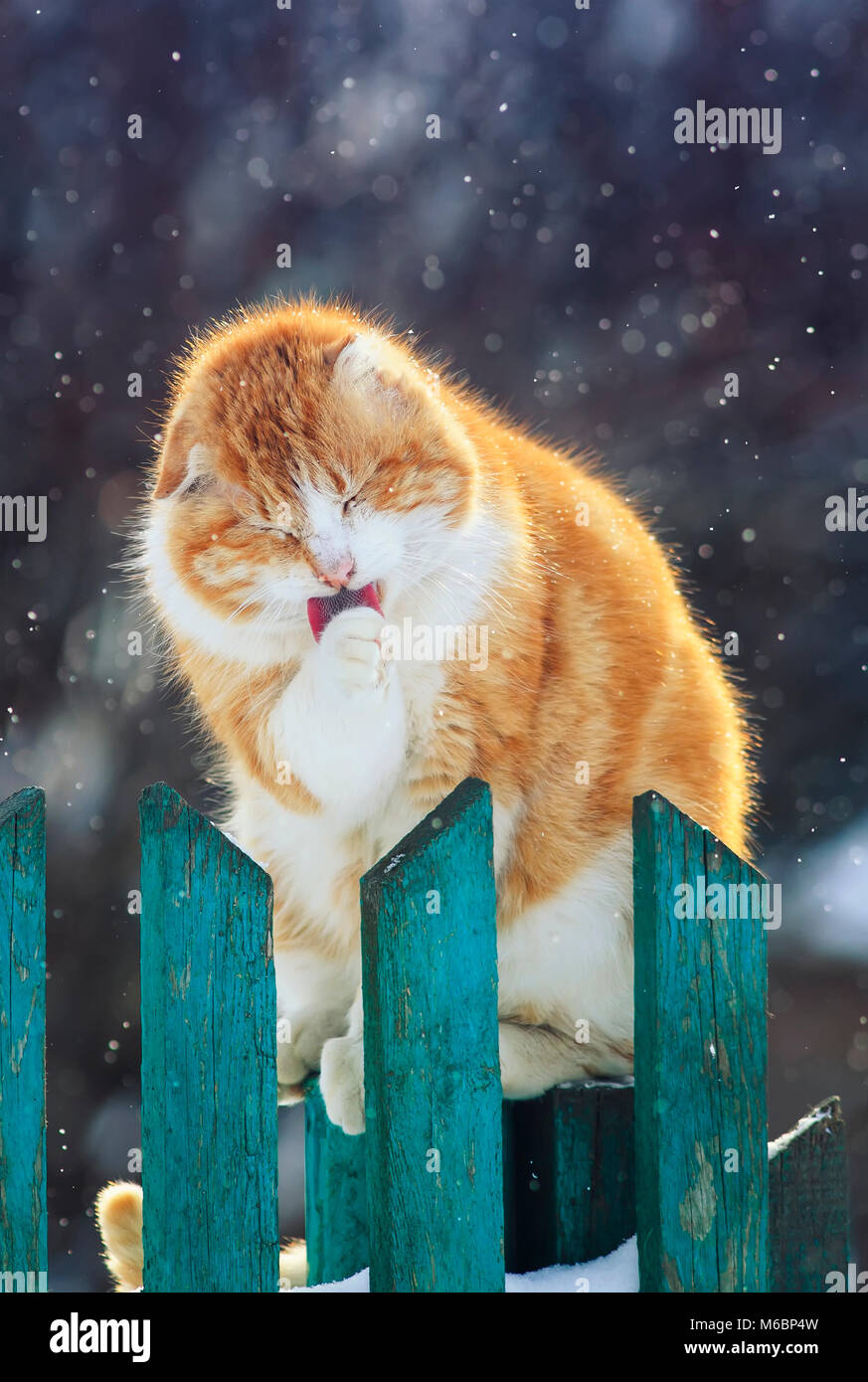 Assez Drole Chat Rouge Assis Sur La Rue Au Debut Du Printemps Sur Une Cloture En Bois Durant Une Chute De Neige Et Lave Ses Pattes Langue Maternelle Photo Stock Alamy