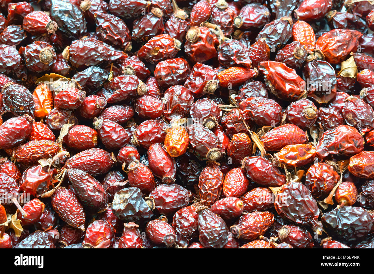 Collectent des plantes médicinales d'églantier en automne, le plateau de fruits de cynorhodon cynorhodon rouge, source de vitamine C Banque D'Images