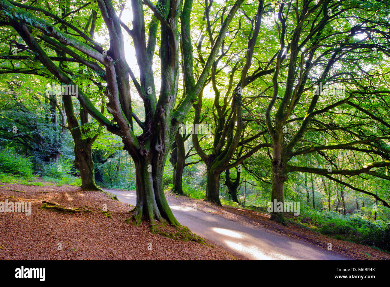 Une vue d'été de la nature verdoyante et vert près de Honiton, dans le Devon, Angleterre, Royaume-Uni. Banque D'Images