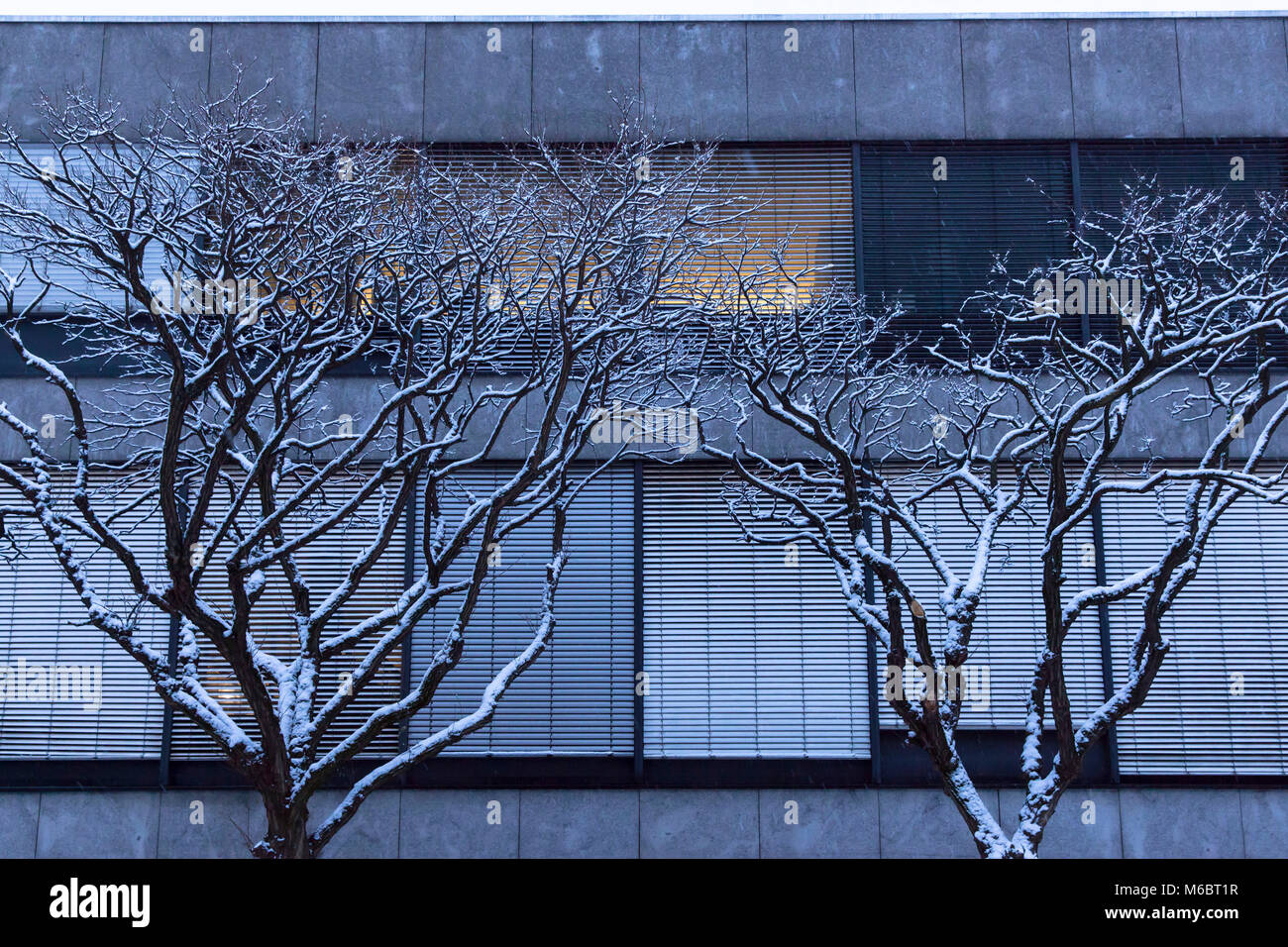 Allemagne, Cologne, arbres en face d'un immeuble de la ville, la neige, l'hiver. Deutschland, Koeln, Baeume vor einer Hausfassade in der Innenstadt, Schnee, Banque D'Images