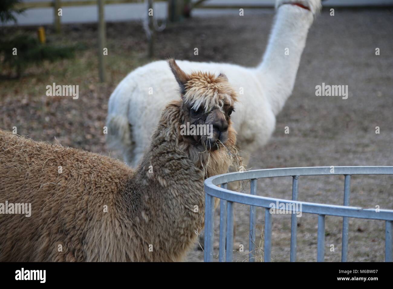 Un alpaga de manger de la paille dans un champ avec un bac d'alimentation à proximité Banque D'Images