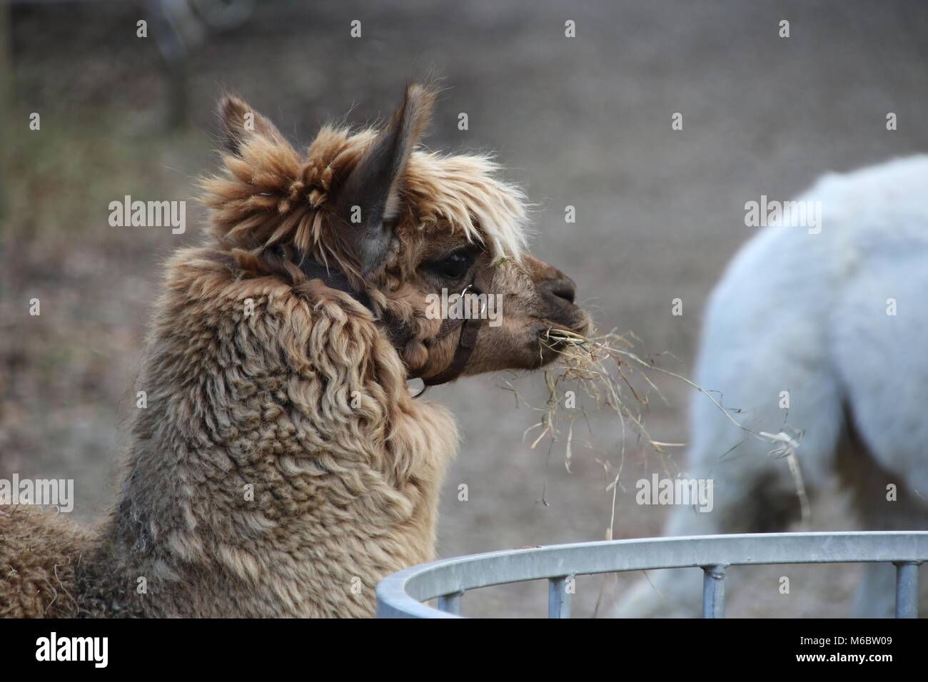 Un alpaga de manger de la paille dans un champ avec un bac d'alimentation à proximité Banque D'Images