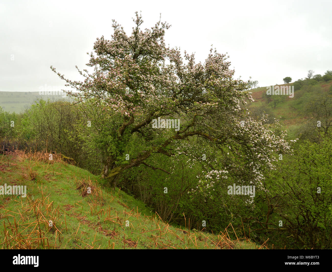 Apple, Malus pumila floraison sur l'Epynt Hills Banque D'Images