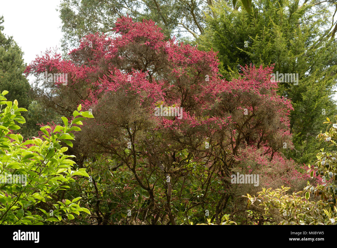 Plateau balai-tree, Leptospermum scoparium Banque D'Images