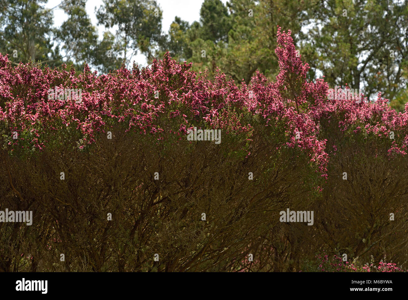 Plateau balai-tree, Leptospermum scoparium Banque D'Images
