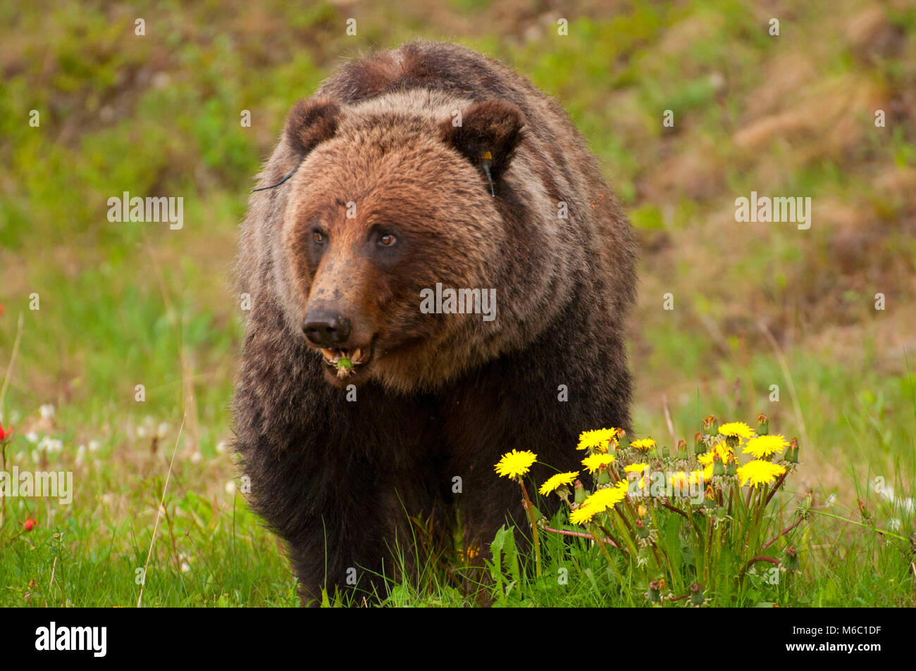 Le grizzli, Banff National Park, Alberta, Canada Banque D'Images