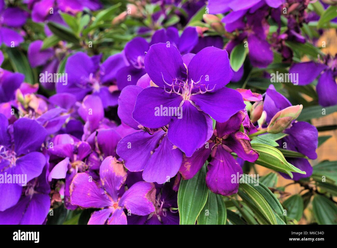 Fleur pourpre gloire Tibouchinas ou arbre fleur . Nom scientifique : Tibouchina granulosa. D'autres noms sont la princesse fleur et gloire bush Banque D'Images