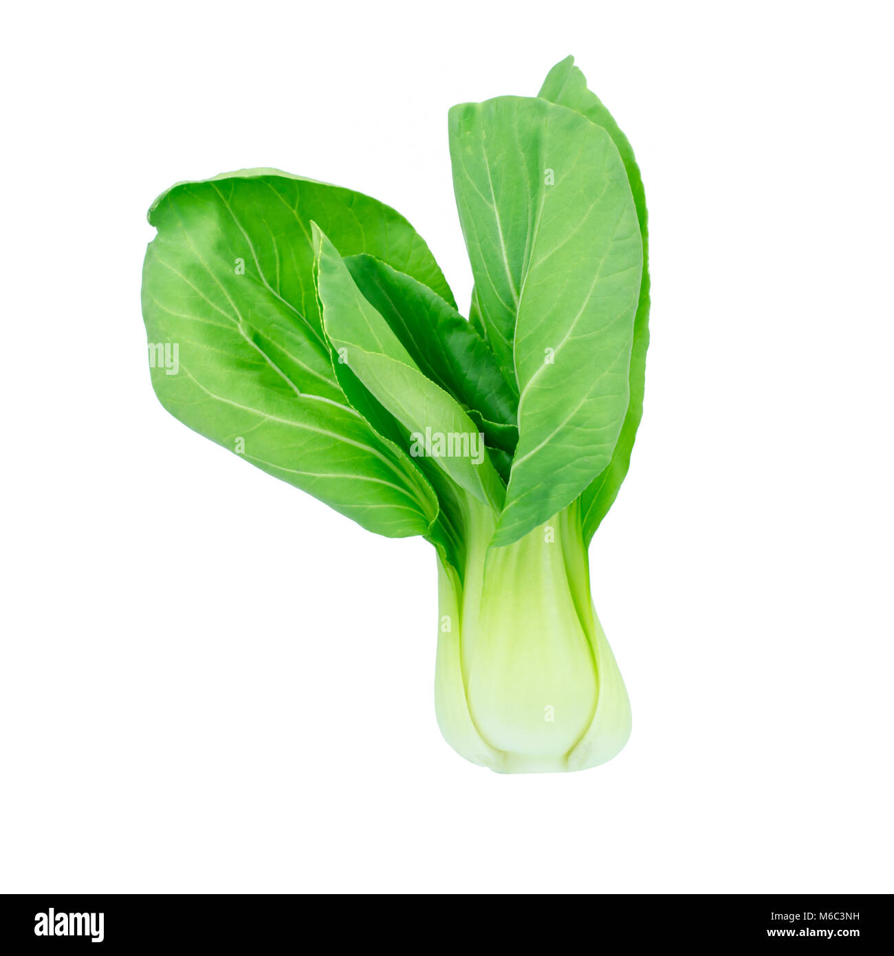 Le Bok choy (chou chinois) isolated on white Banque D'Images