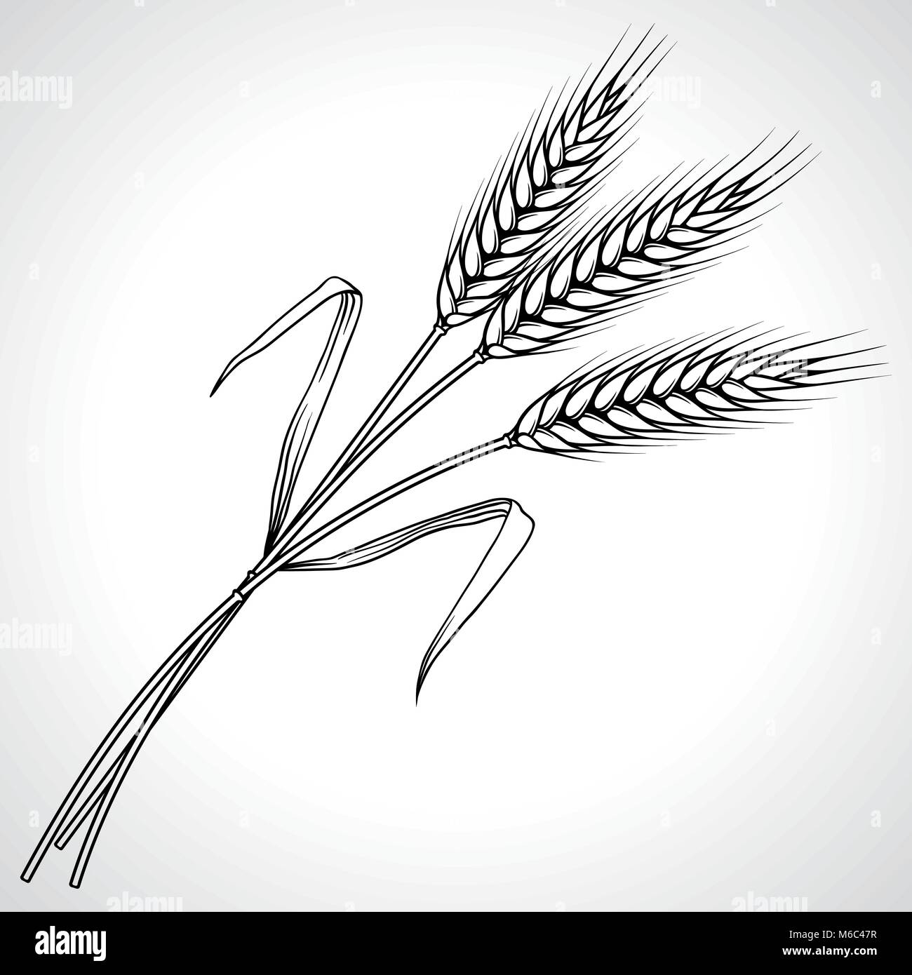 Les épis de blé noir mûrs isolés, vector illustration Illustration de Vecteur