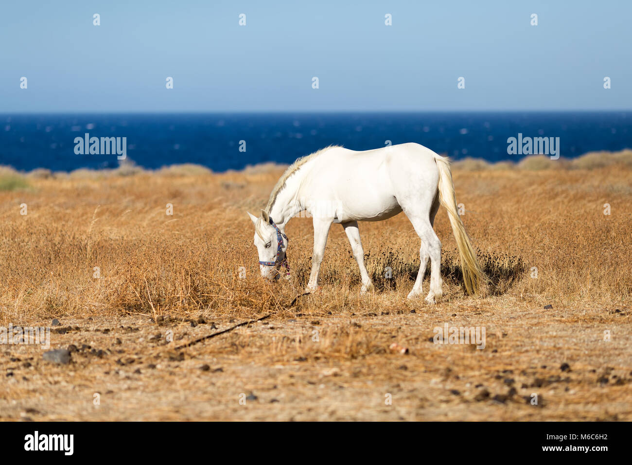 Beau cheval blanc sur les pâturages de la mer Banque D'Images