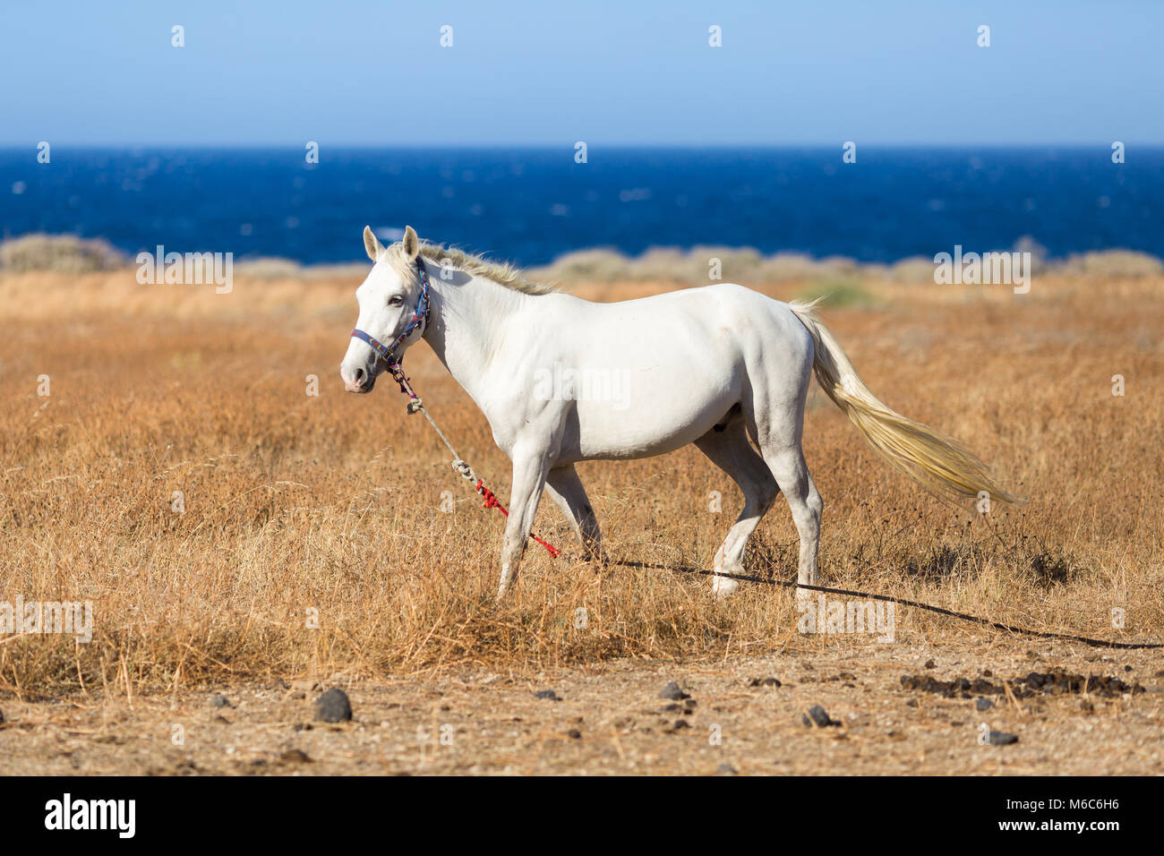 Beau cheval blanc sur les pâturages de la mer Banque D'Images