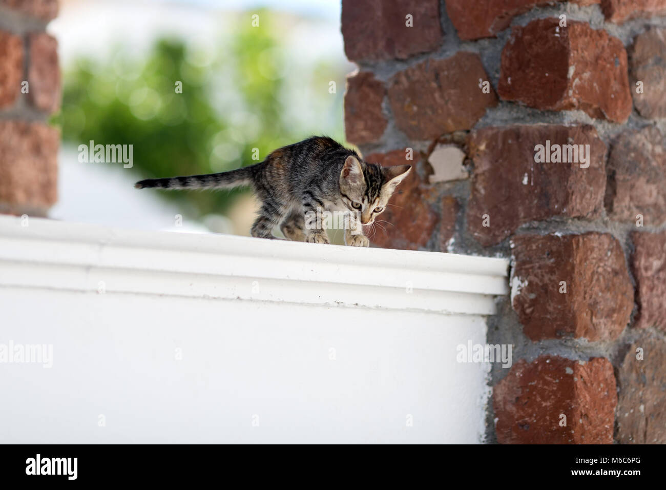 Cute little tabby kitten essayant de sauter du balcon balustrade Banque D'Images