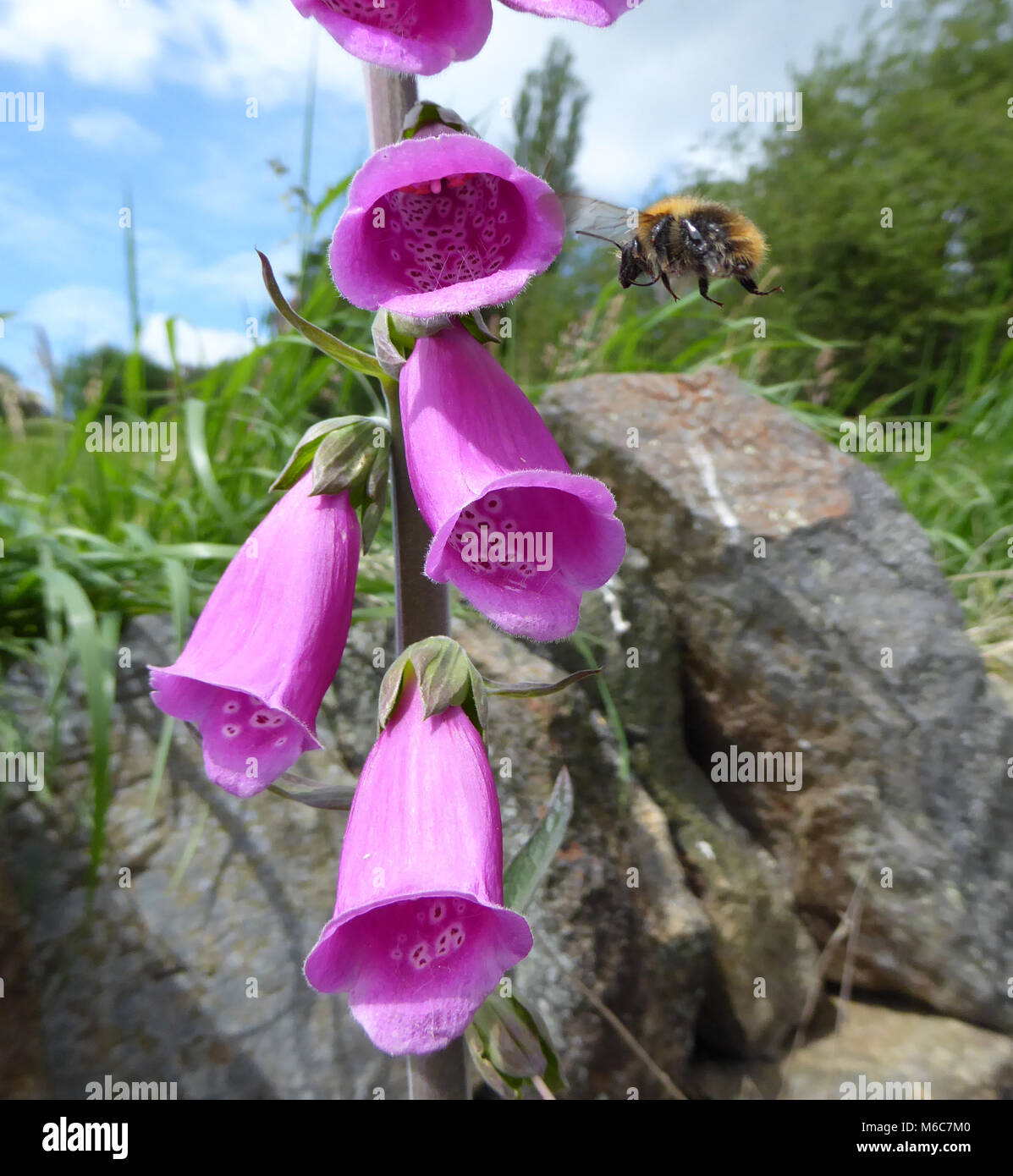 Bourdon en vol la collecte du pollen de fleurs digitale Banque D'Images