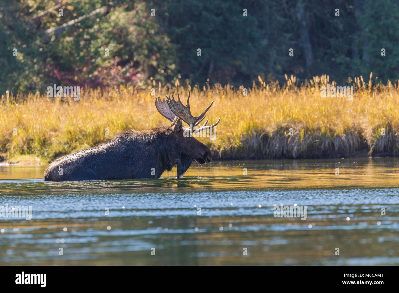 Shiras Bull Moose dans le rut d'automne Banque D'Images