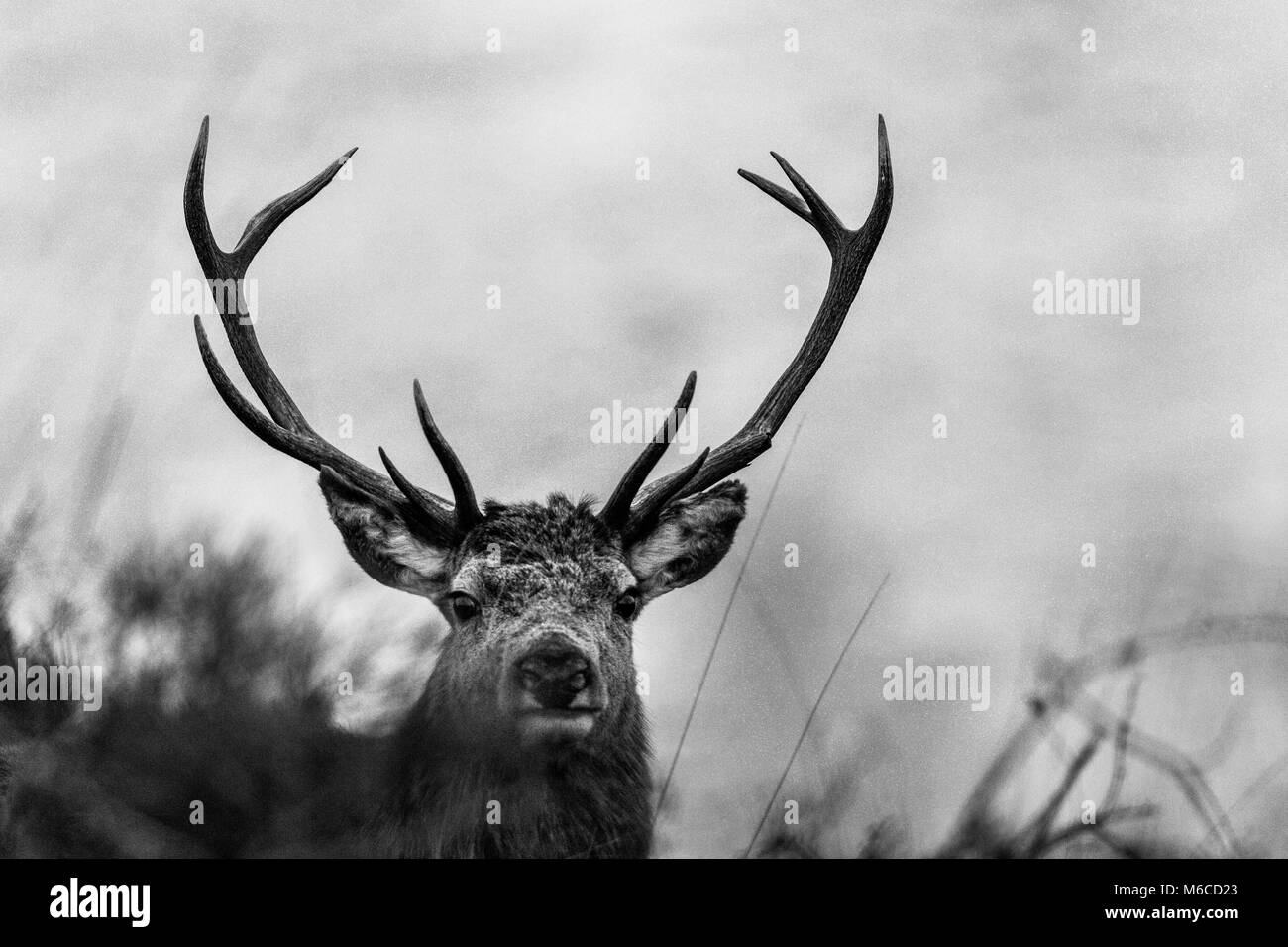 Red Deer stag, Marchin, Ecosse Banque D'Images