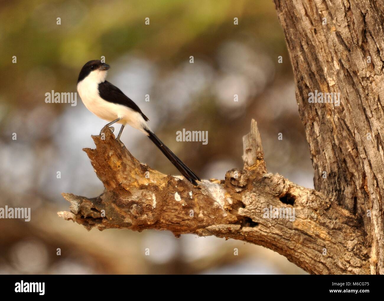 Long-queue fiscal (Lanius cabanisi) perchée sur un arbre dans le Parc National du Serengeti, Tanzanie. Vue détaillée en gros plan. Banque D'Images