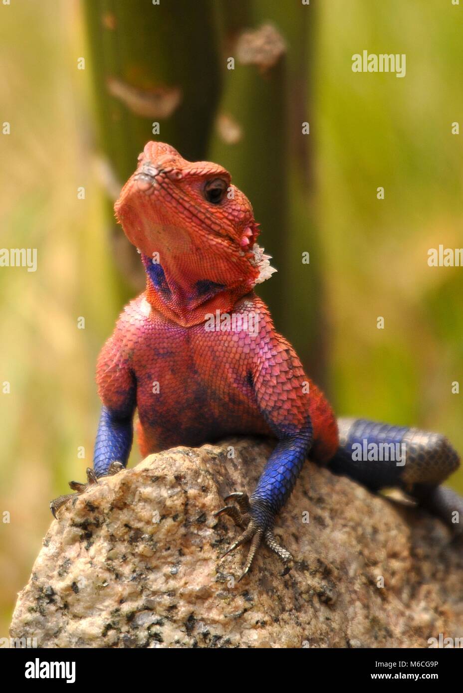 Un agama de roche à tête plate de Mwanza (Agama mwanzae) posé sur une roche avec une peau de chute. Vue rapprochée frontale. Parc national du Serengeti - Tanzanie. Banque D'Images