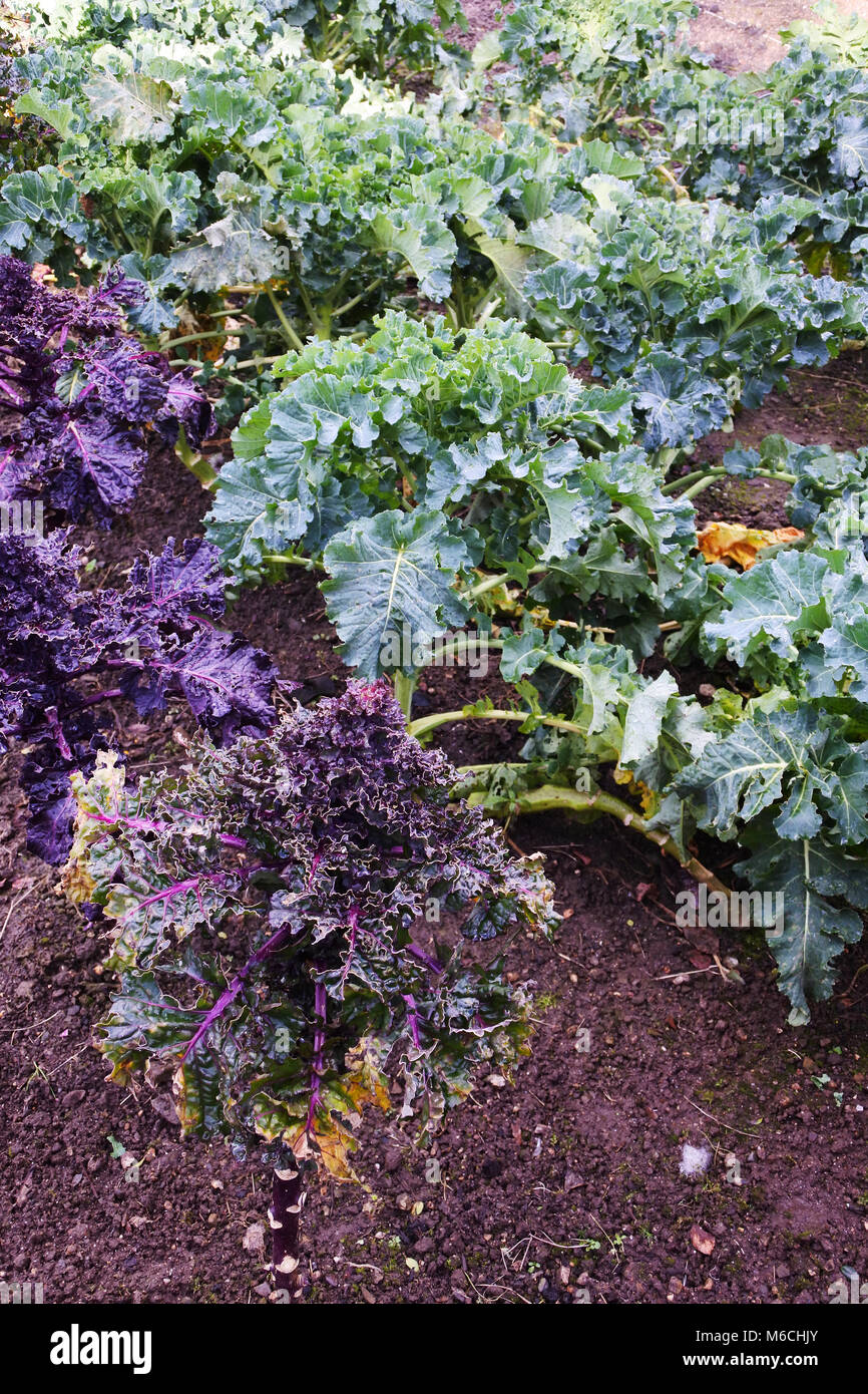 Brassicas pousse dans un jardin d'hiver Anglais - John Gollop Banque D'Images