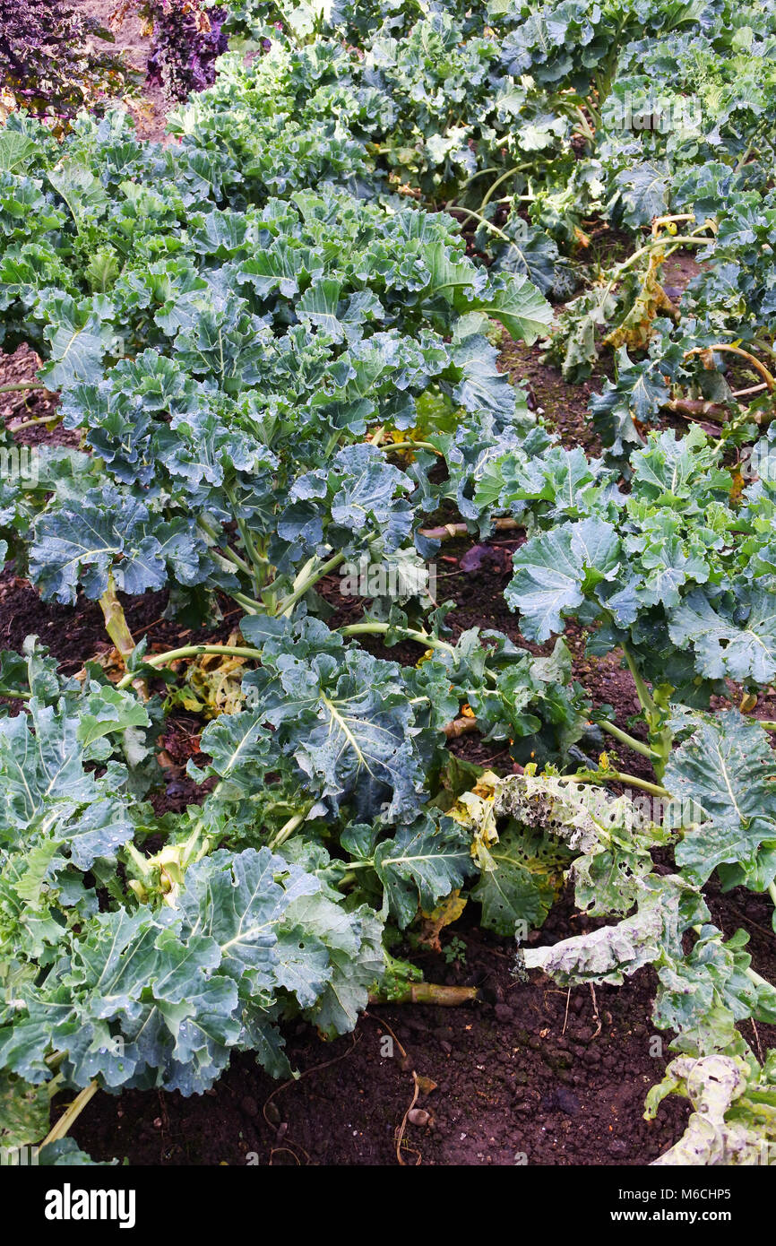 Brassicas pousse dans un jardin d'hiver Anglais - John Gollop Banque D'Images