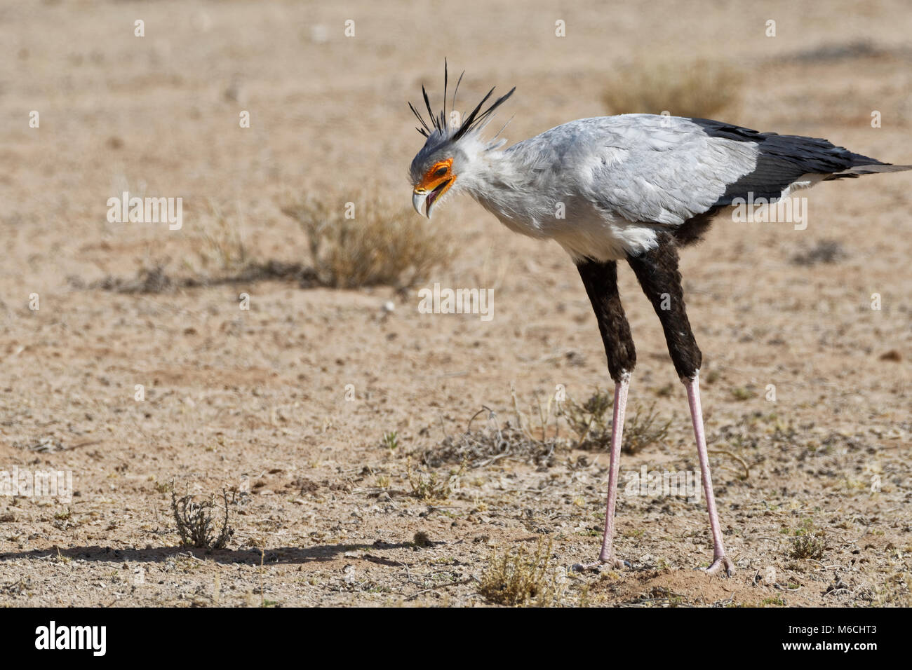 Oiseau (secrétaire), Sagittaire serpentarius, adultes à la recherche de proies, concentré, Kgalagadi Transfrontier Park, Northern Cape Banque D'Images