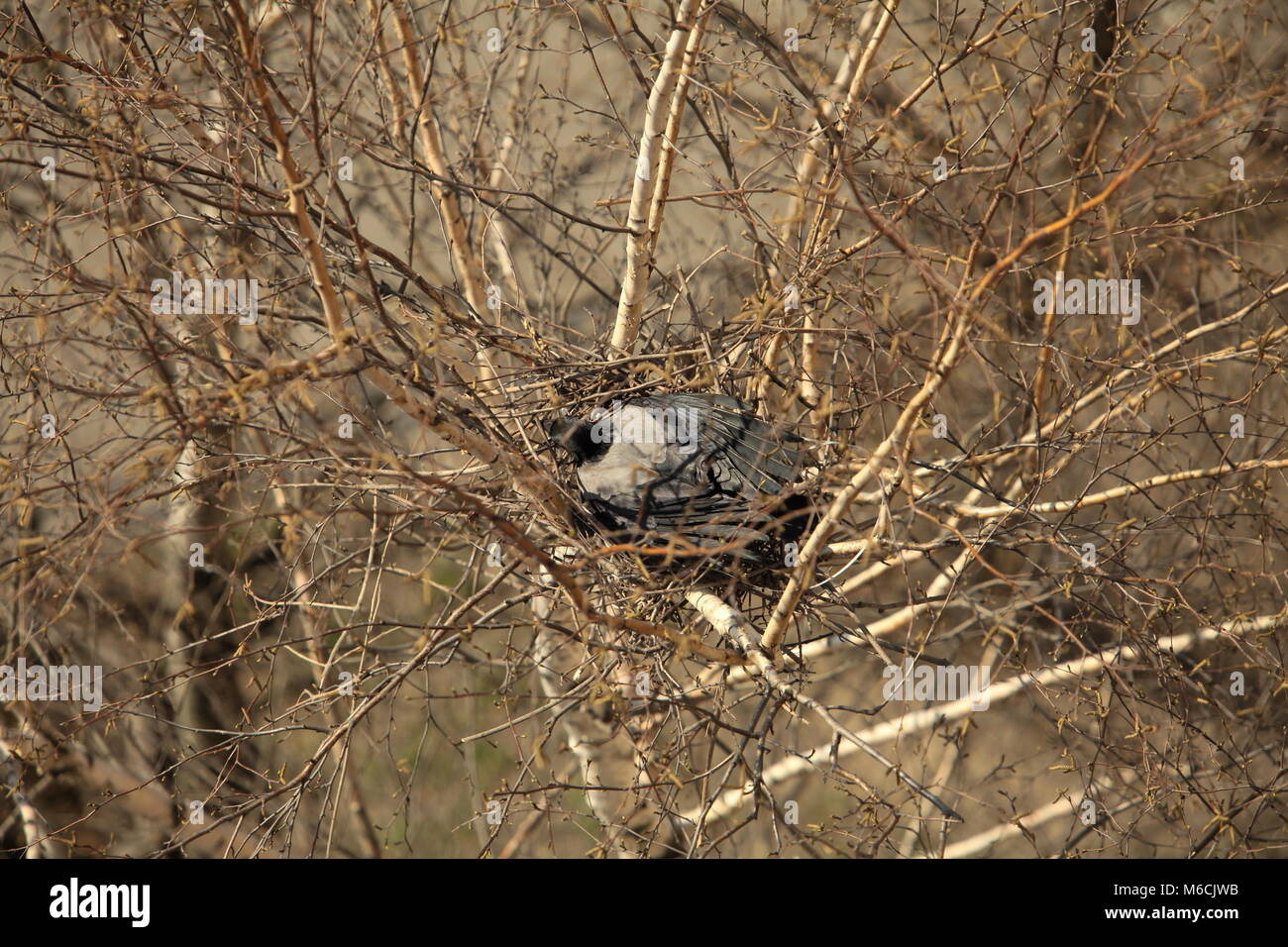 Corbeau Nid Banque D image Et Photos Alamy corbeau-nid-banque-d-image-et-photos-alamy