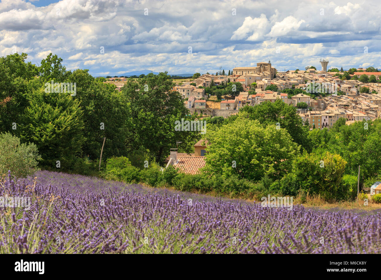 Champs de lavande Valensole Forcalquier Alpes de Haute Provence Provence-Alpes-Côte d'Azur France Banque D'Images