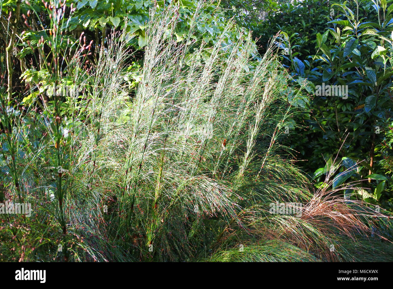 Restio, une herbe d'Afrique du Sud, baigné de lumière du soleil d'hiver dans un jardin de Cornouailles - John Gollop Banque D'Images